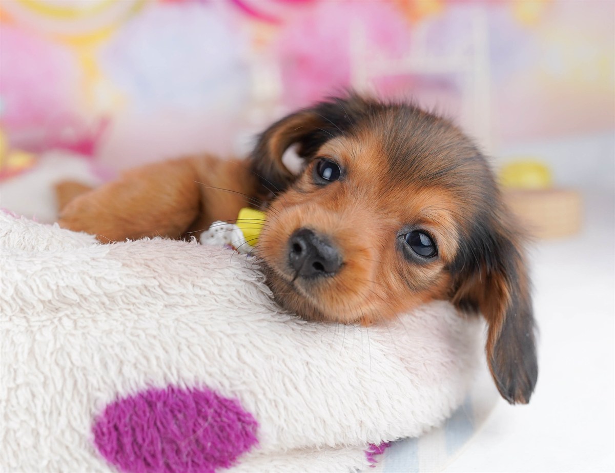 ミニチュア・ダックスフンド(ロング) | 女の子 | シェーデッドレッド | 2026年2月6日