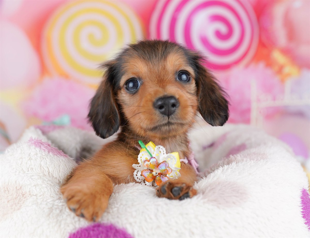 ミニチュア・ダックスフンド(ロング) | 女の子 | シェーデッドレッド | 2026年2月6日