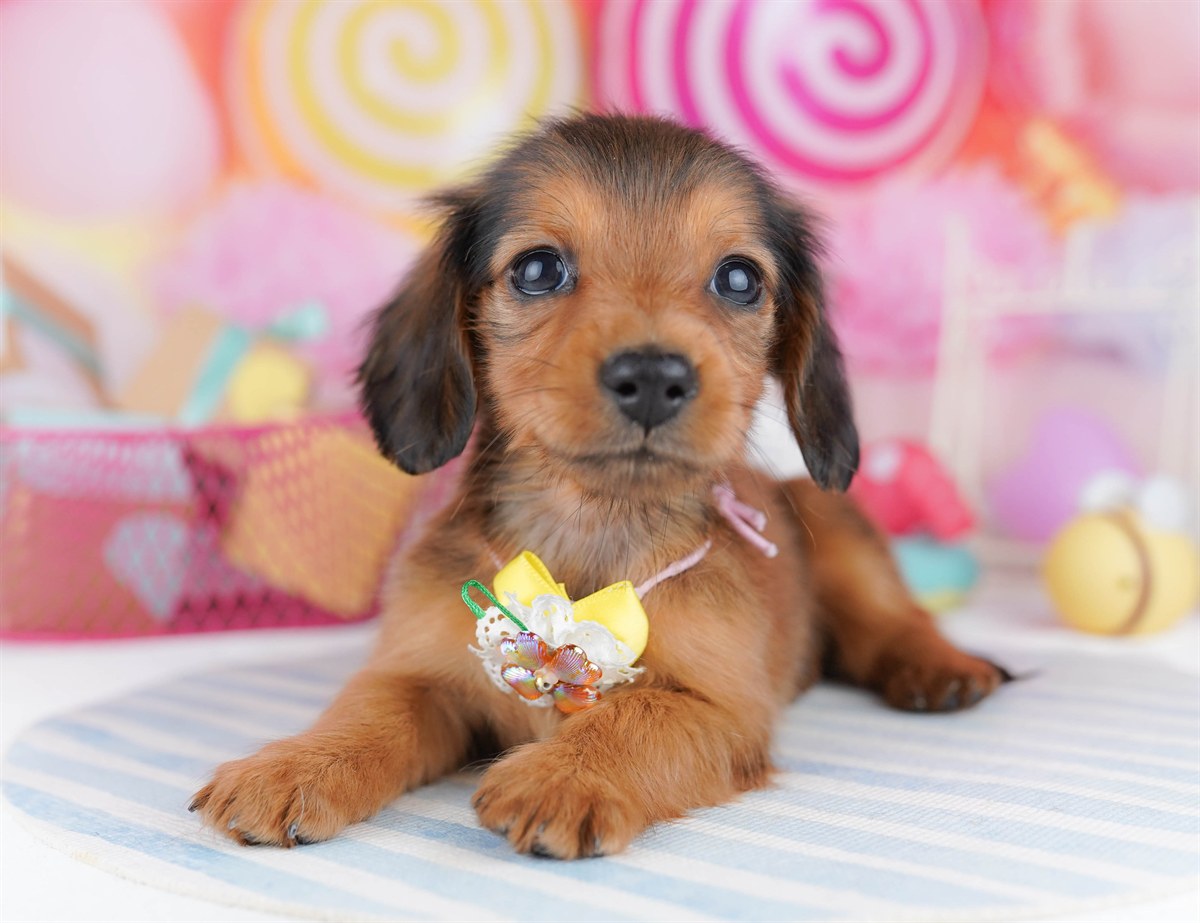 ミニチュア・ダックスフンド(ロング) | 女の子 | シェーデッドレッド | 2026年2月6日