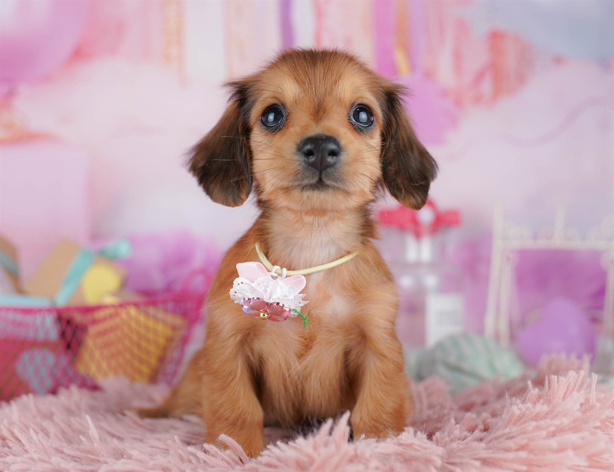 ミニチュア・ダックスフンド(ロング) | 女の子 | シェーデッドレッド | 2026年2月6日