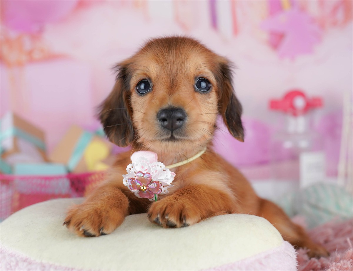 ミニチュア・ダックスフンド(ロング) | 女の子 | シェーデッドレッド | 2026年2月6日