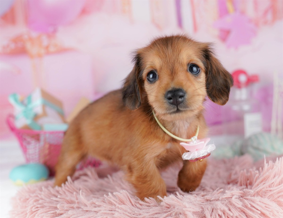 ミニチュア・ダックスフンド(ロング) | 女の子 | シェーデッドレッド | 2026年2月6日