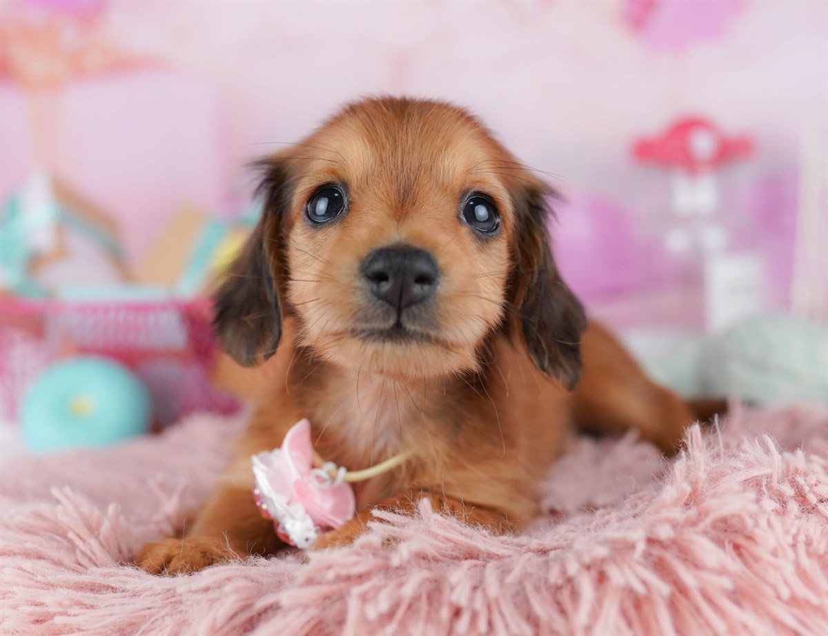 ミニチュア・ダックスフンド(ロング) | 女の子 | シェーデッドレッド | 2026年2月6日