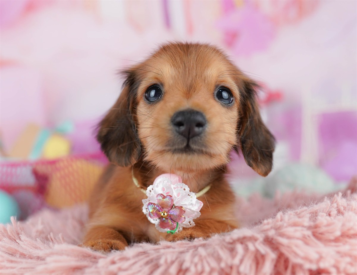 ミニチュア・ダックスフンド(ロング) | 女の子 | シェーデッドレッド | 2026年2月6日