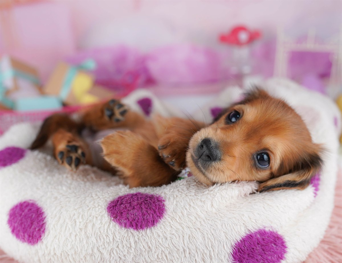 ミニチュア・ダックスフンド(ロング) | 女の子 | シェーデッドレッド | 2026年2月6日