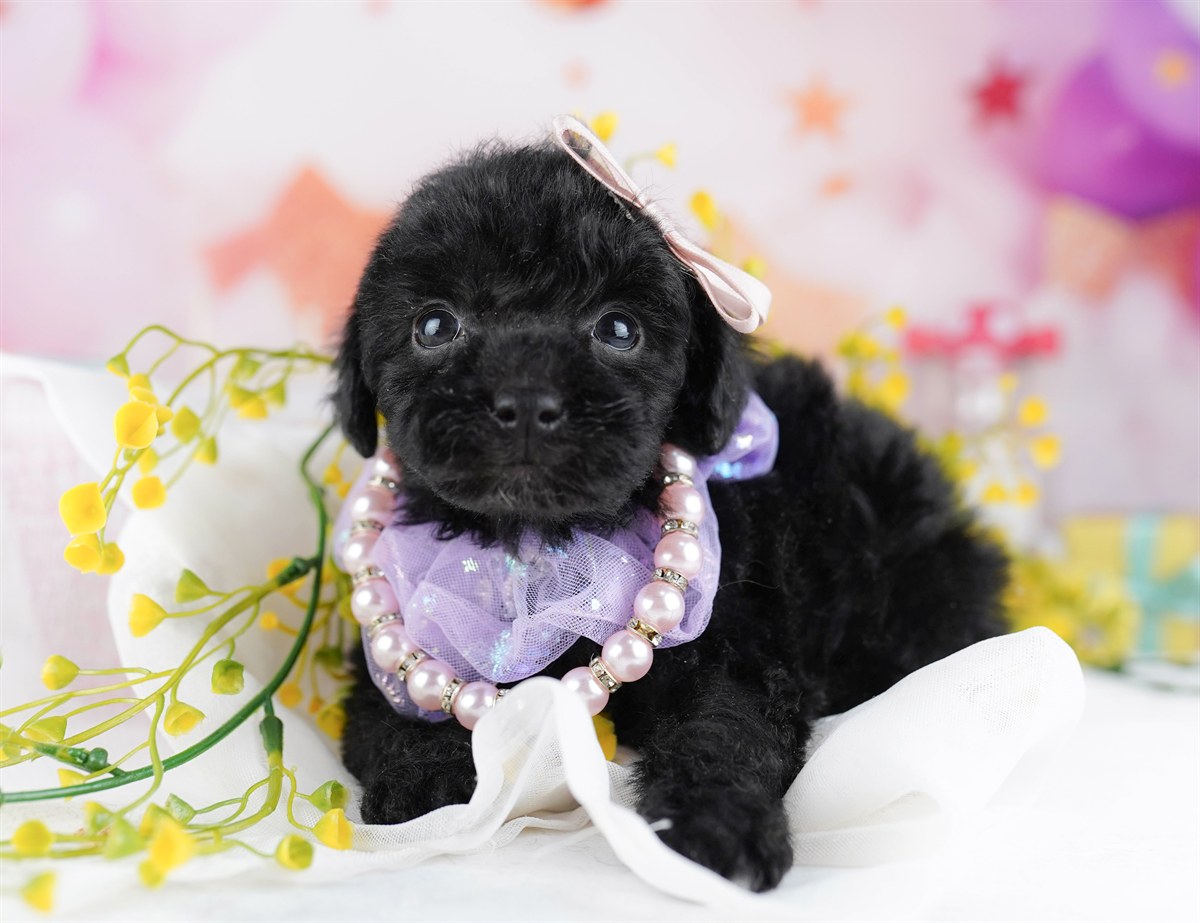 トイ・プードル | 男の子 | ブラック | 2026年2月8日