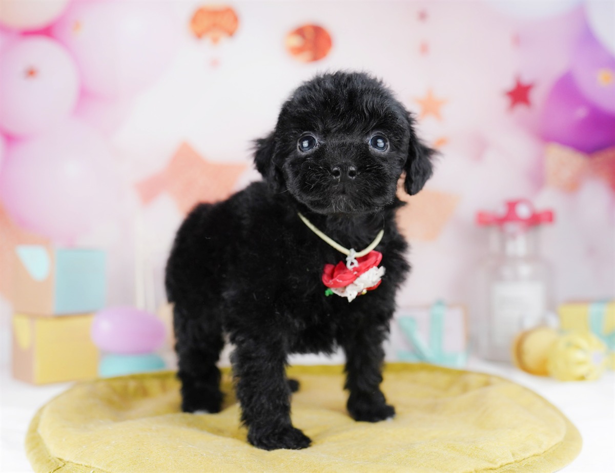 トイ・プードル | 男の子 | ブラック | 2026年2月8日