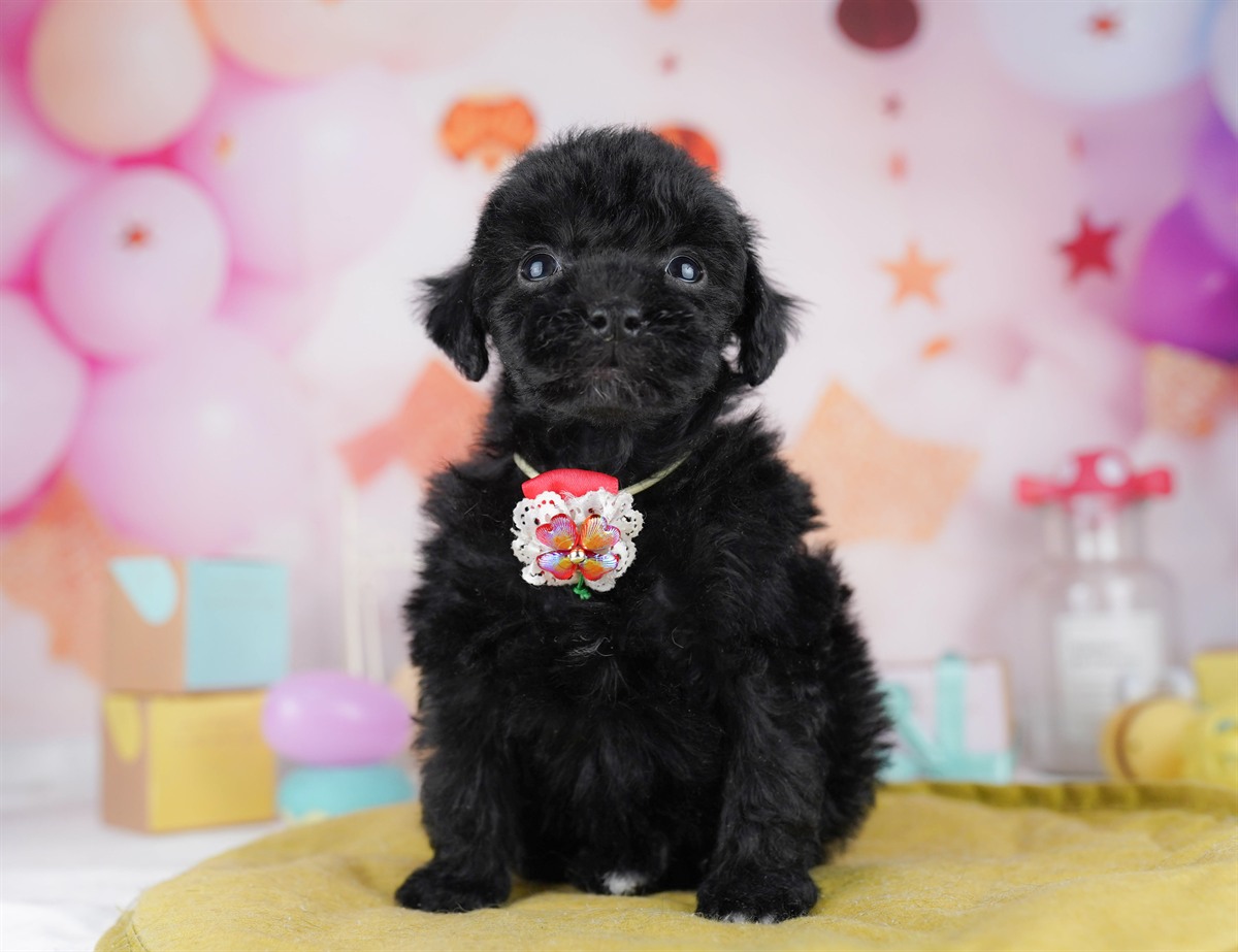 トイ・プードル | 男の子 | ブラック | 2026年2月8日