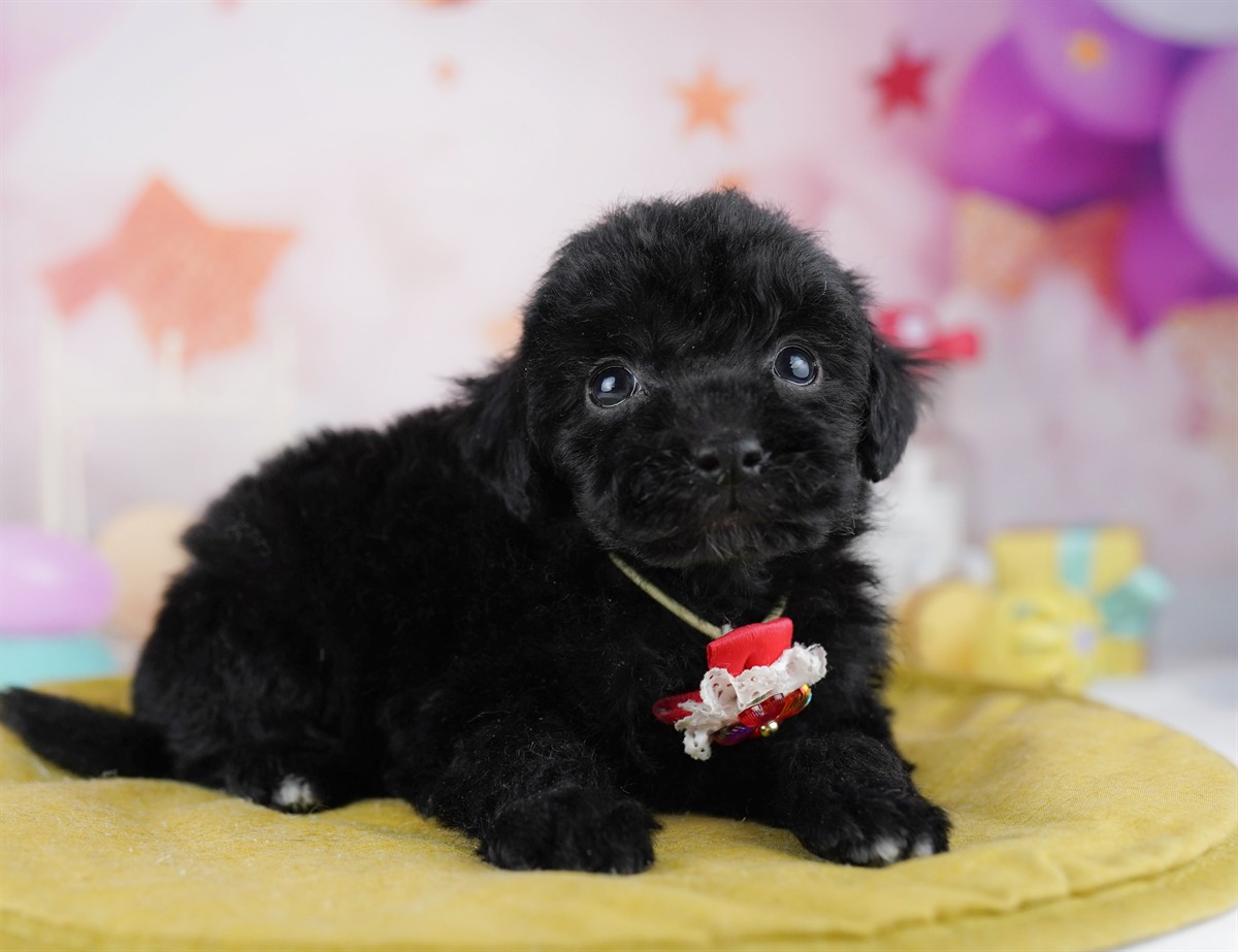 トイ・プードル | 男の子 | ブラック | 2026年2月8日