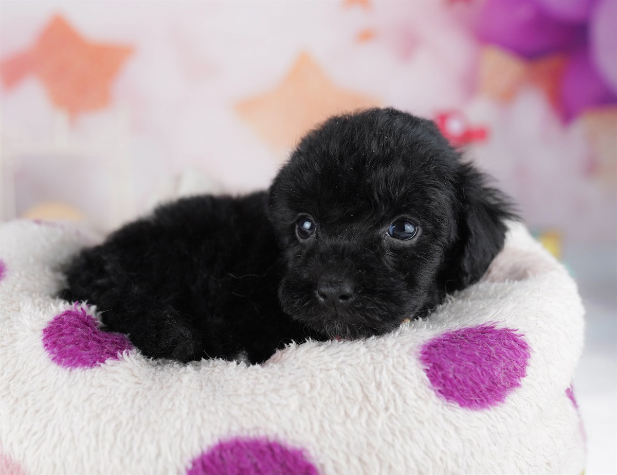 トイ・プードル | 男の子 | ブラック | 2026年2月8日