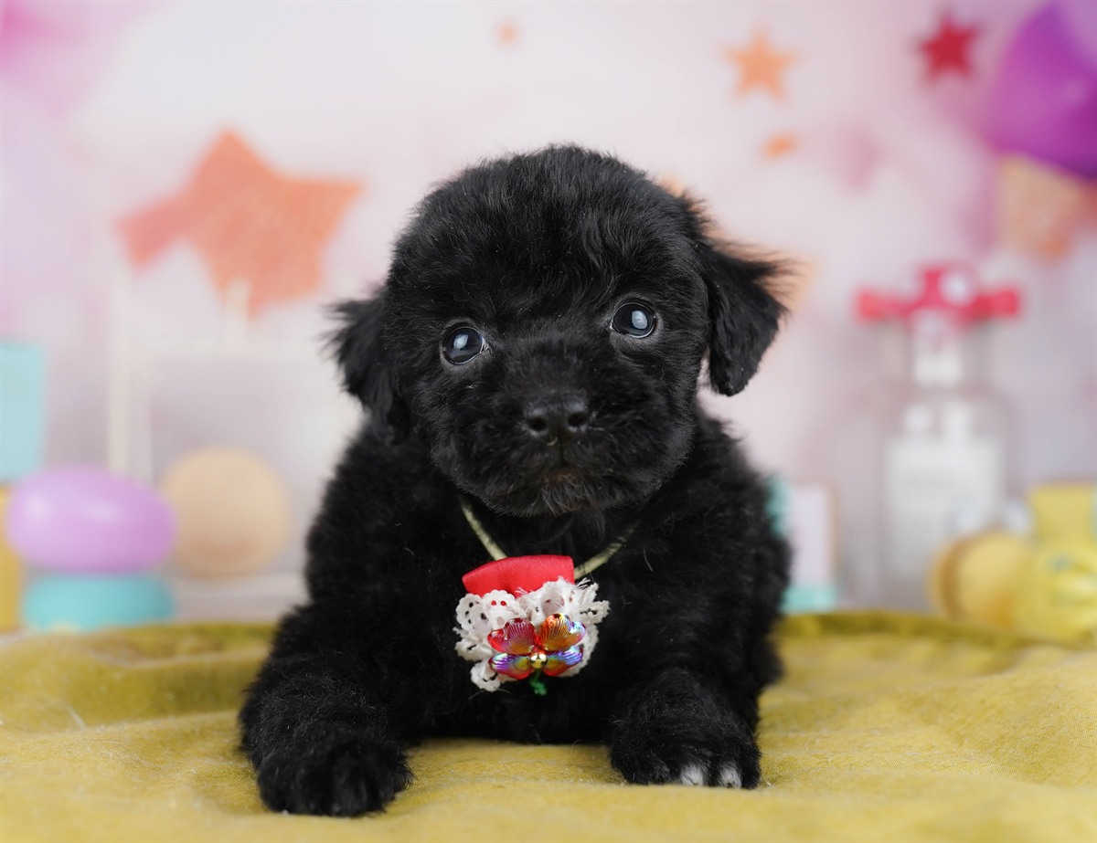 トイ・プードル | 男の子 | ブラック | 2026年2月8日