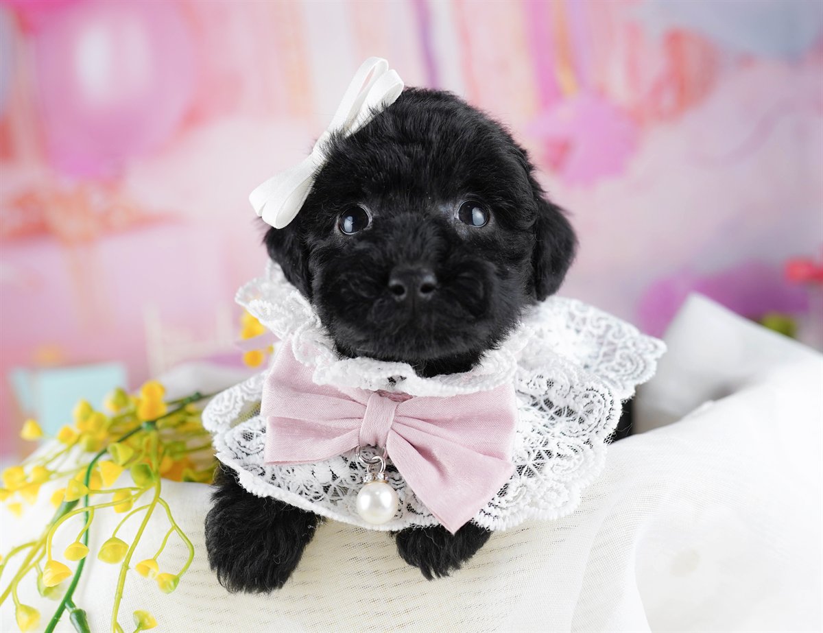 トイ・プードル | 男の子 | ブラック | 2026年2月8日