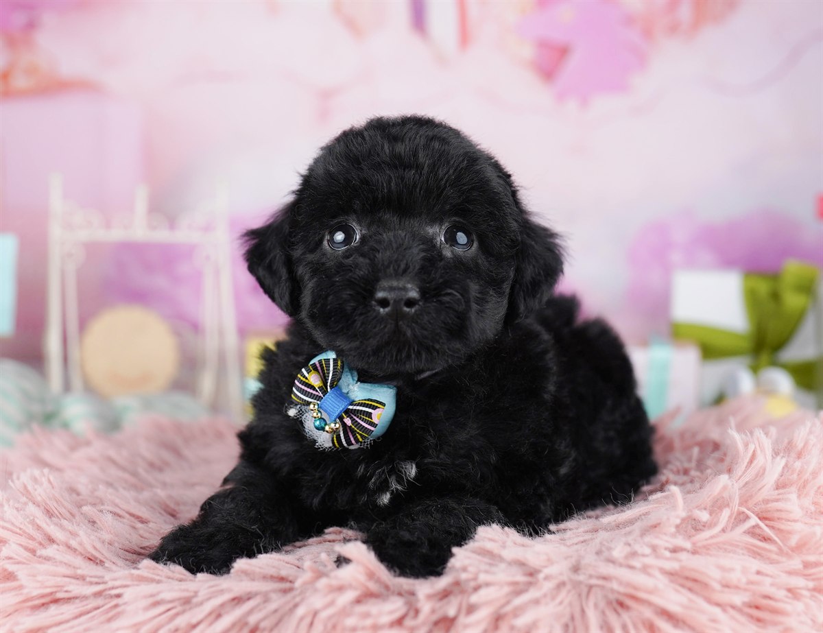 トイ・プードル | 男の子 | ブラック | 2026年2月8日