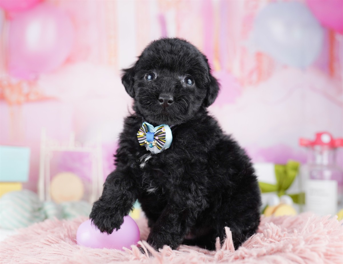トイ・プードル | 男の子 | ブラック | 2026年2月8日