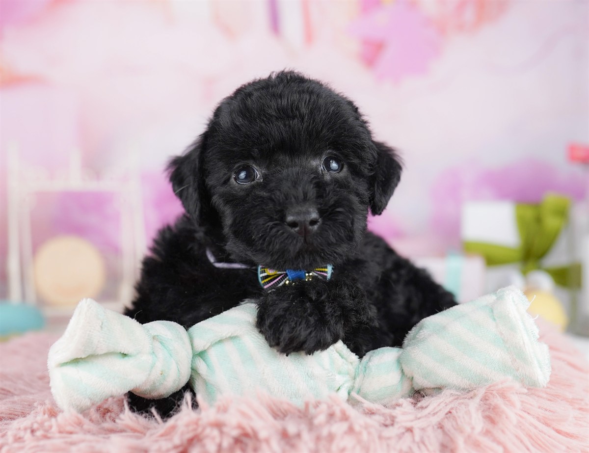 トイ・プードル | 男の子 | ブラック | 2026年2月8日