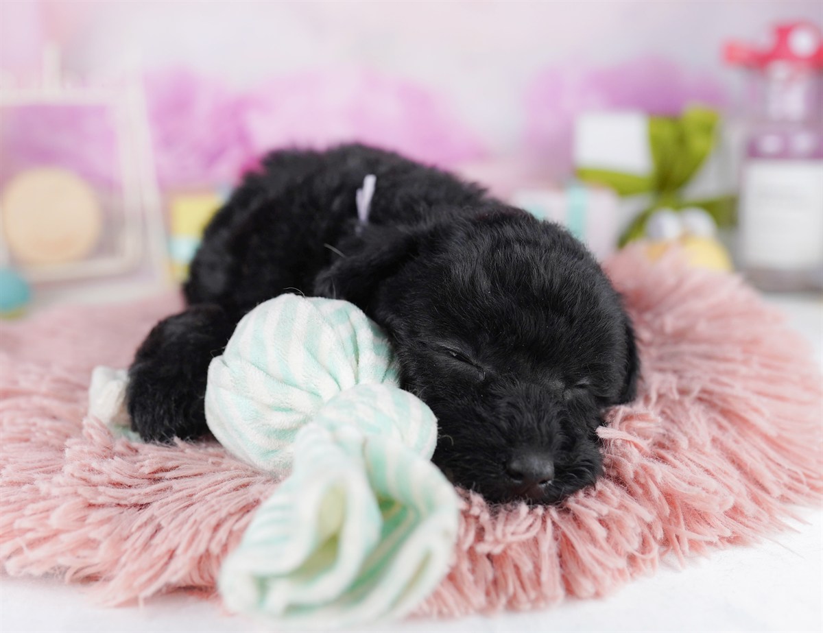 トイ・プードル | 男の子 | ブラック | 2026年2月8日