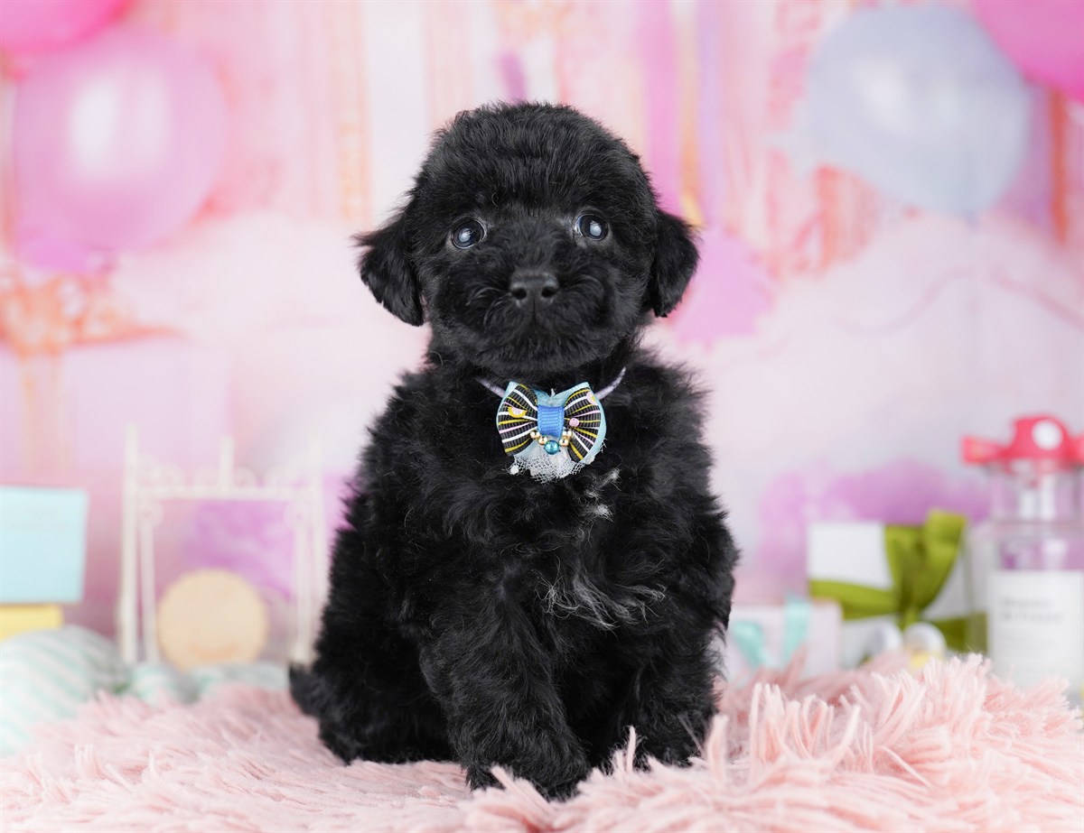 トイ・プードル | 男の子 | ブラック | 2026年2月8日