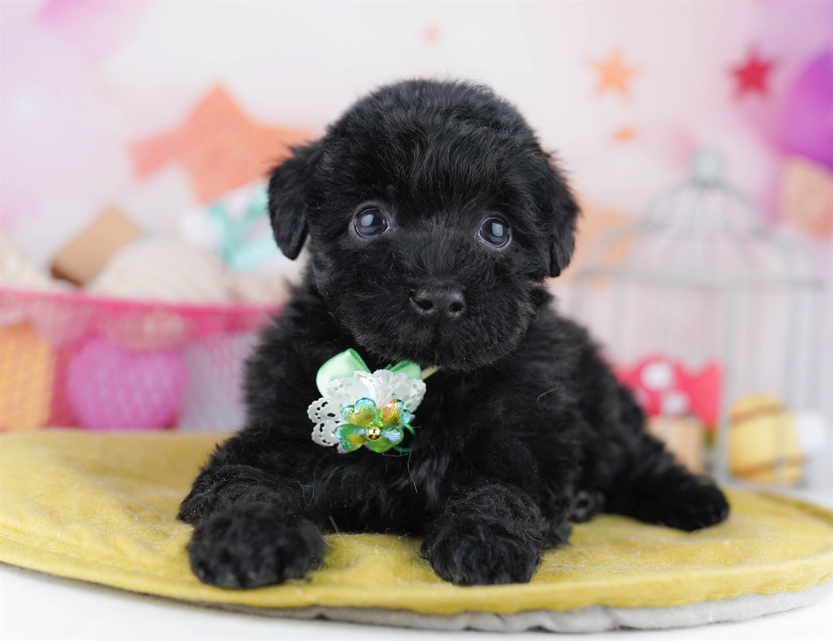 トイ・プードル | 男の子 | ブラック | 2026年2月8日