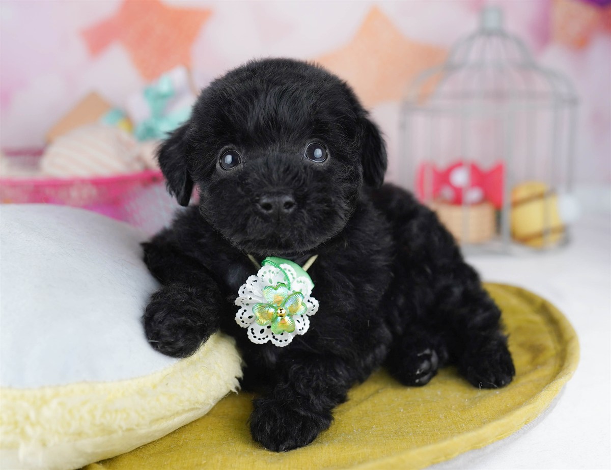 トイ・プードル | 男の子 | ブラック | 2026年2月8日