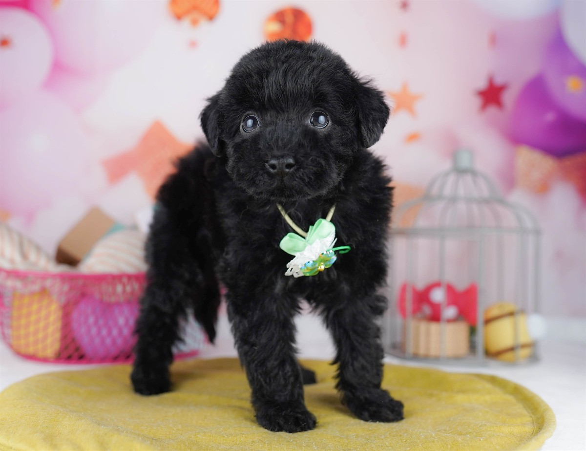 トイ・プードル | 男の子 | ブラック | 2026年2月8日