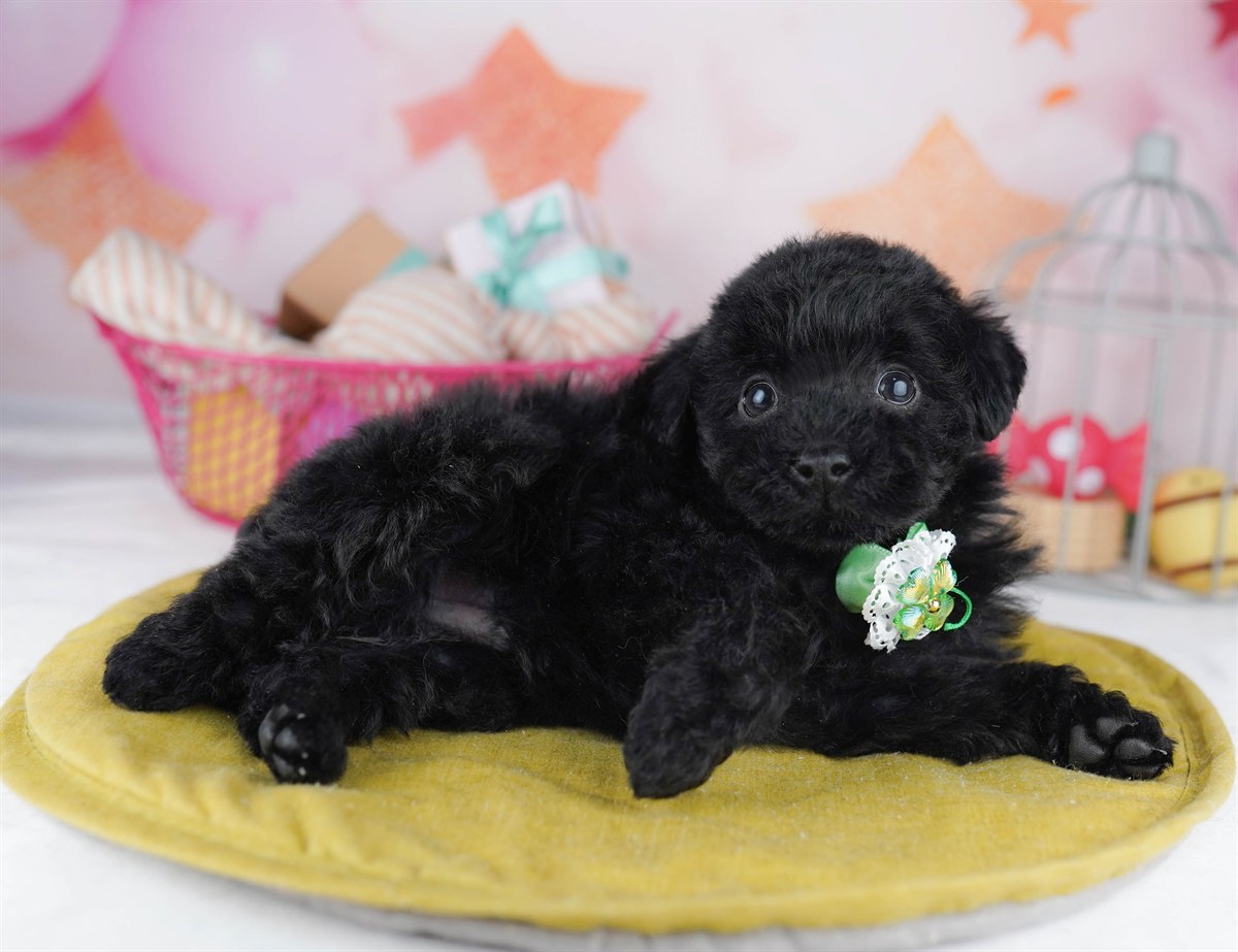 トイ・プードル | 男の子 | ブラック | 2026年2月8日