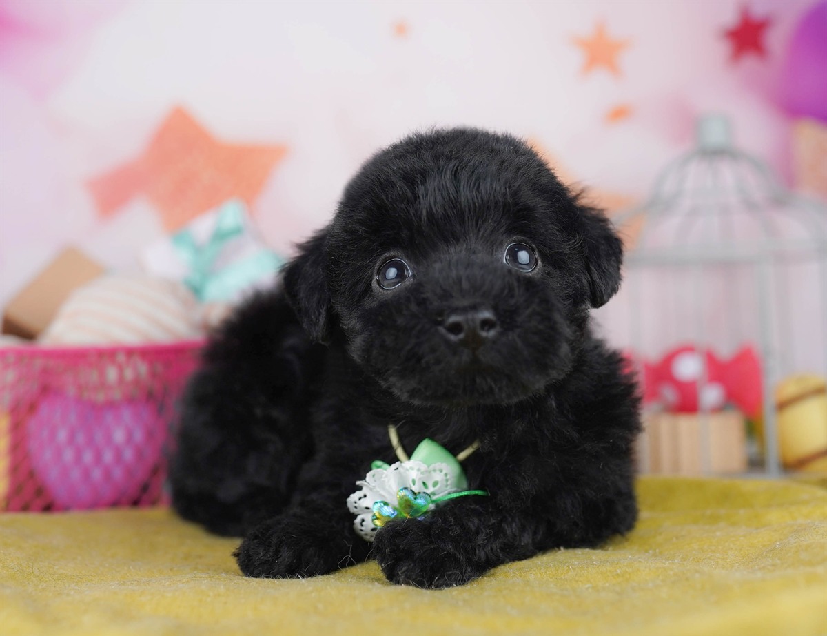 トイ・プードル | 男の子 | ブラック | 2026年2月8日