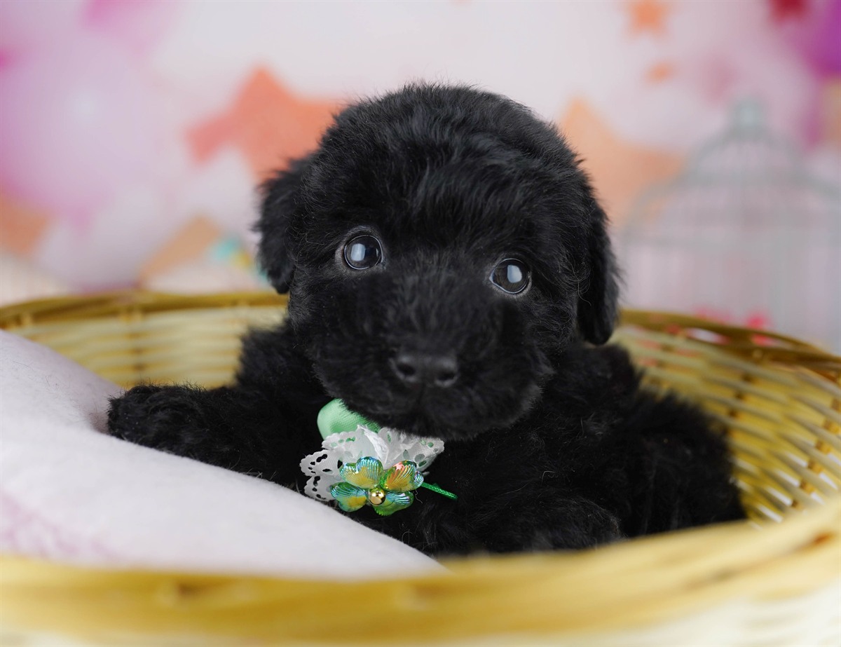 トイ・プードル | 男の子 | ブラック | 2026年2月8日