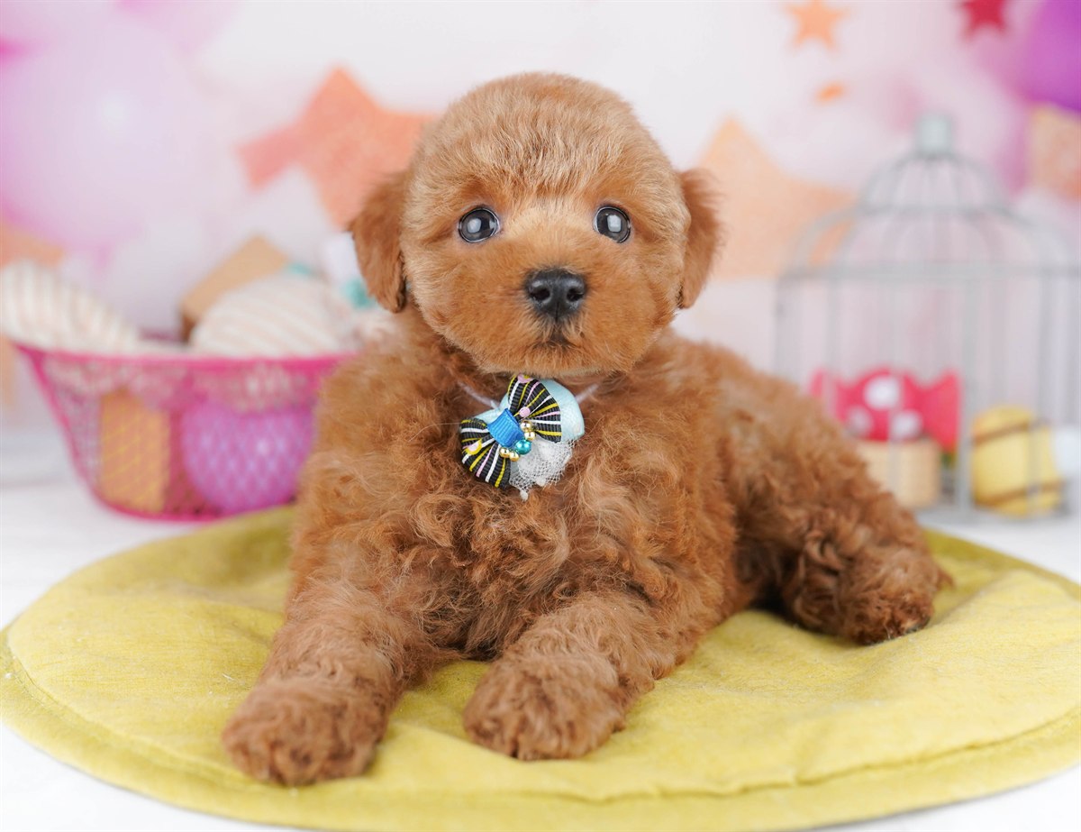 トイ・プードル | 女の子 | レッド | 2026年2月8日