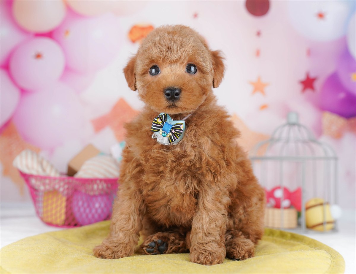 トイ・プードル | 女の子 | レッド | 2026年2月8日