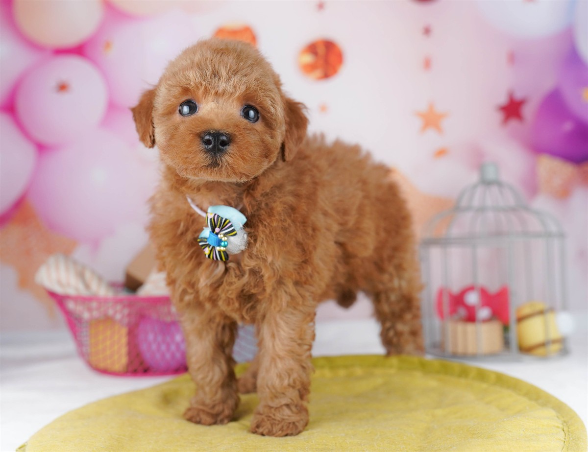 トイ・プードル | 女の子 | レッド | 2026年2月8日