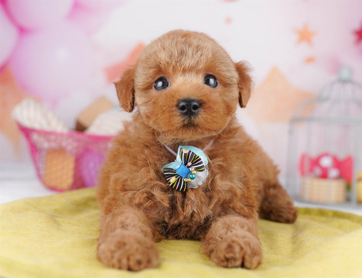 トイ・プードル | 女の子 | レッド | 2026年2月8日