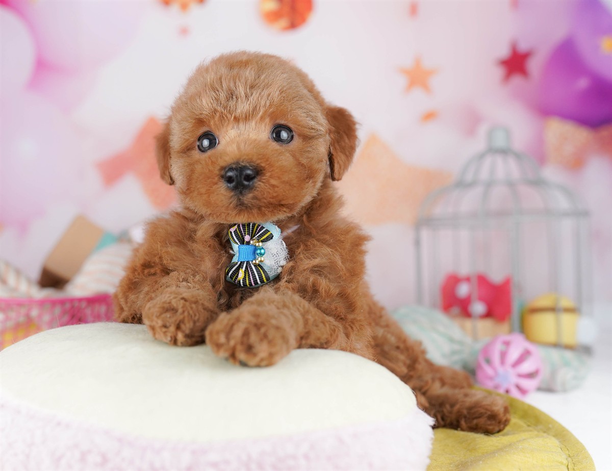 トイ・プードル | 女の子 | レッド | 2026年2月8日