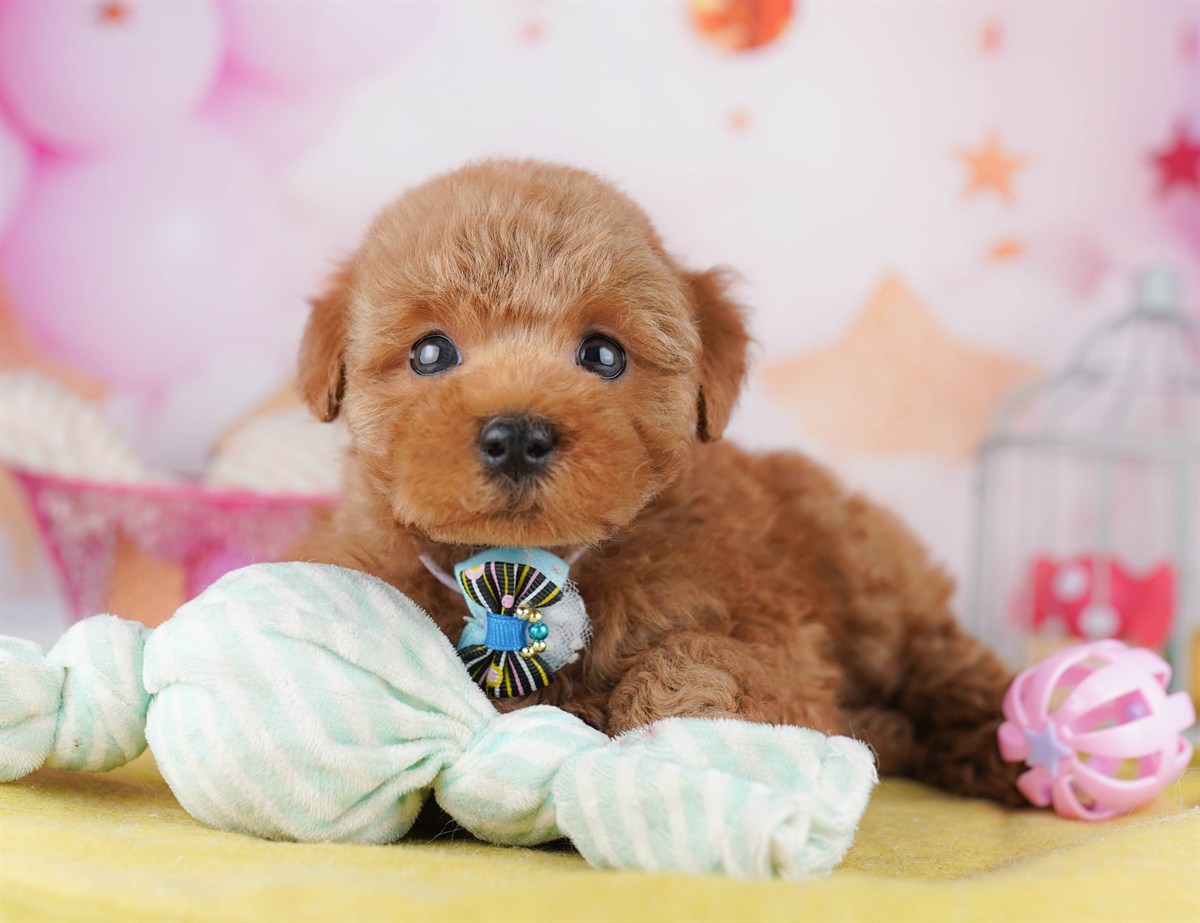 トイ・プードル | 女の子 | レッド | 2026年2月8日