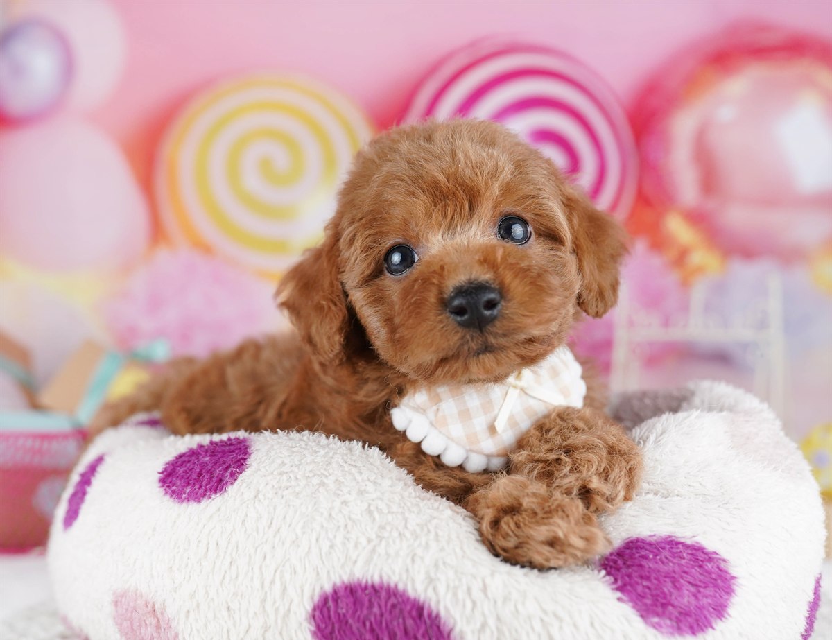 トイ・プードル | 男の子 | レッド | 2026年2月9日