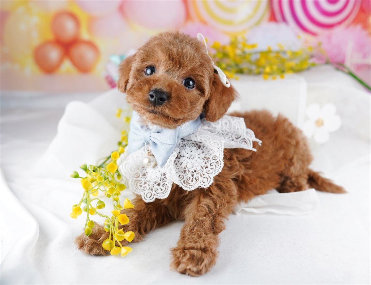 トイ・プードル | 男の子 | レッド | 2026年2月9日