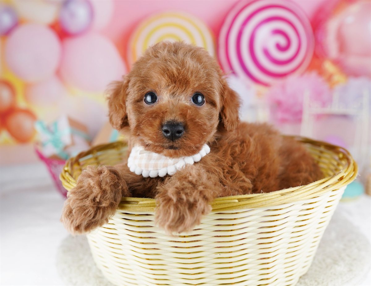 トイ・プードル | 男の子 | レッド | 2026年2月9日