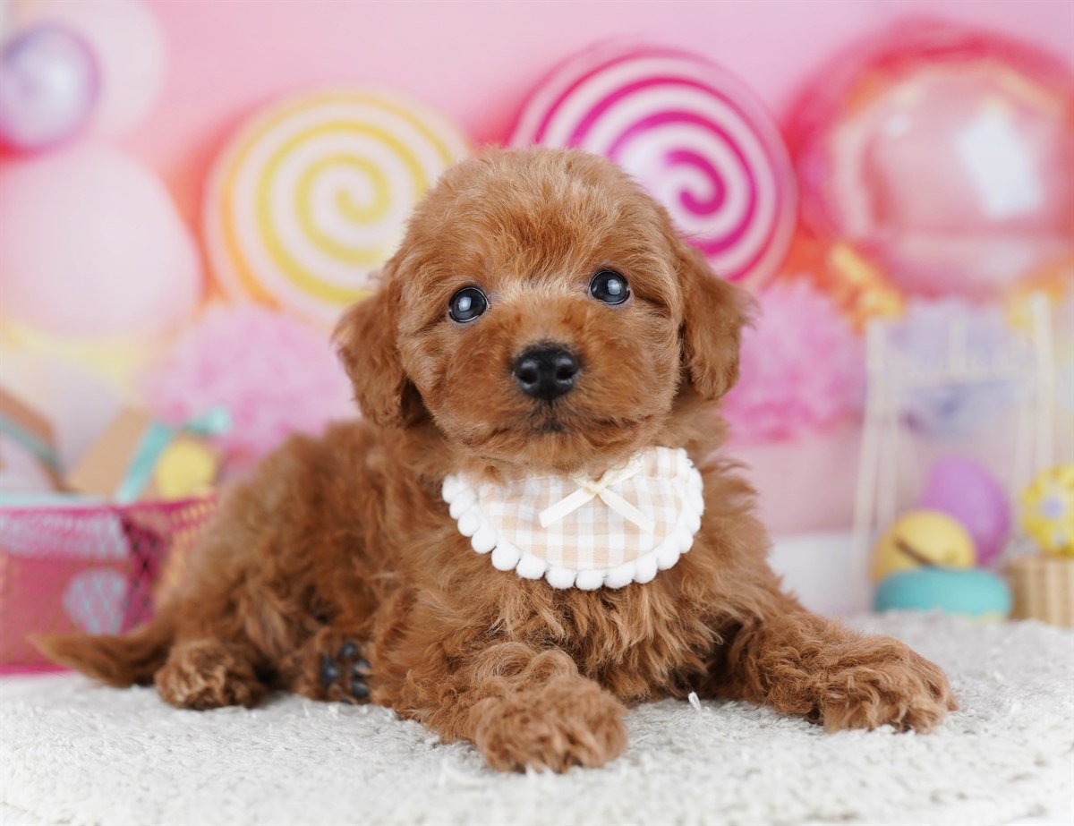 トイ・プードル | 男の子 | レッド | 2026年2月9日