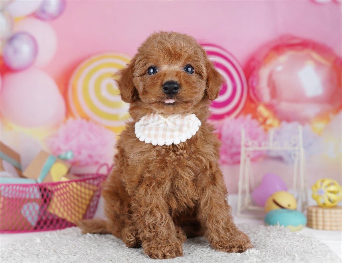 トイ・プードル | 男の子 | レッド | 2026年2月9日