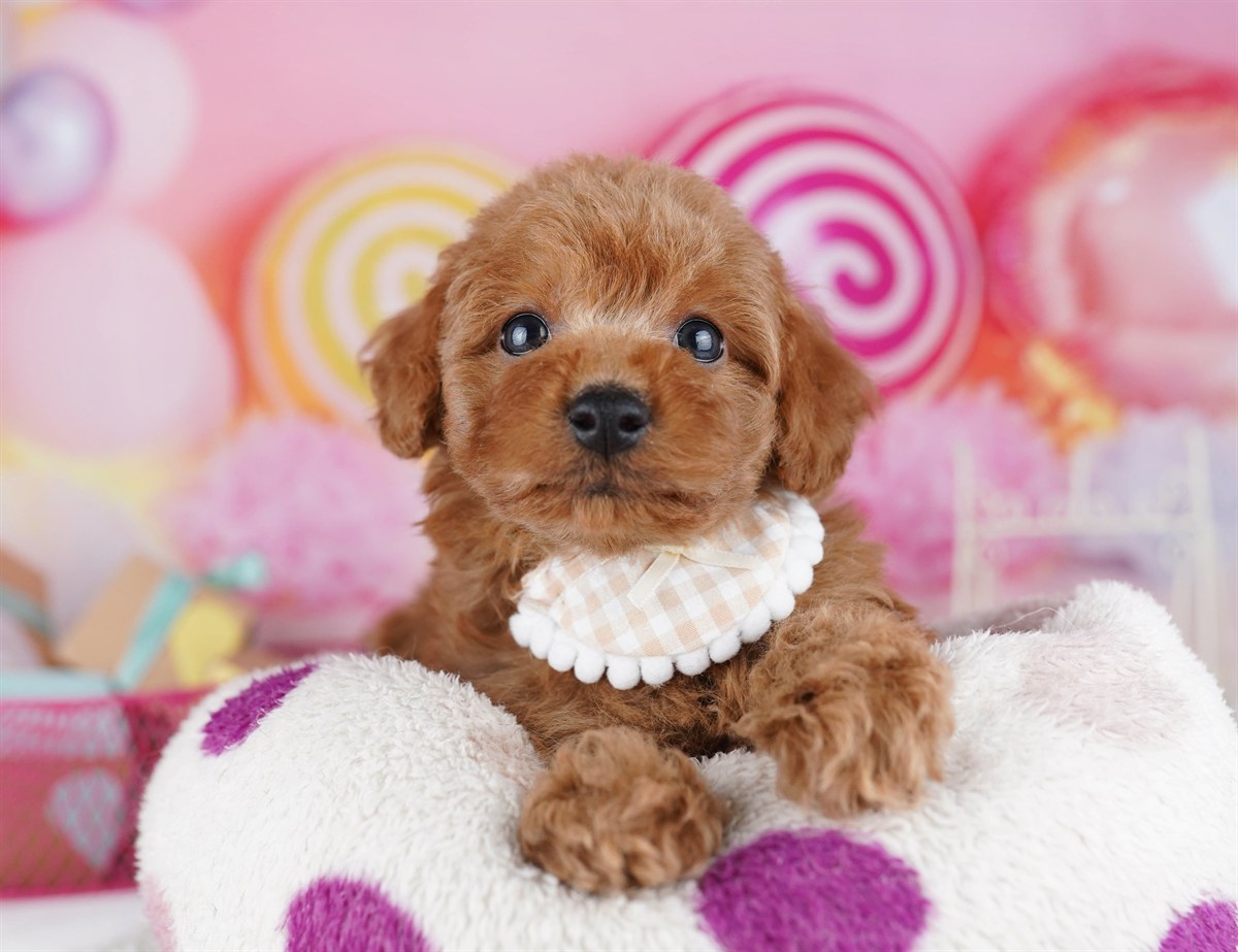 トイ・プードル | 男の子 | レッド | 2026年2月9日