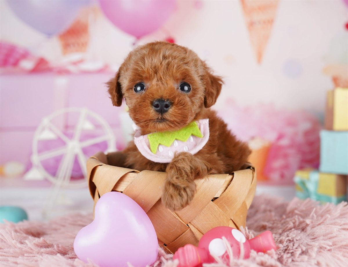 トイ・プードル | 女の子 | レッド | 2026年2月9日