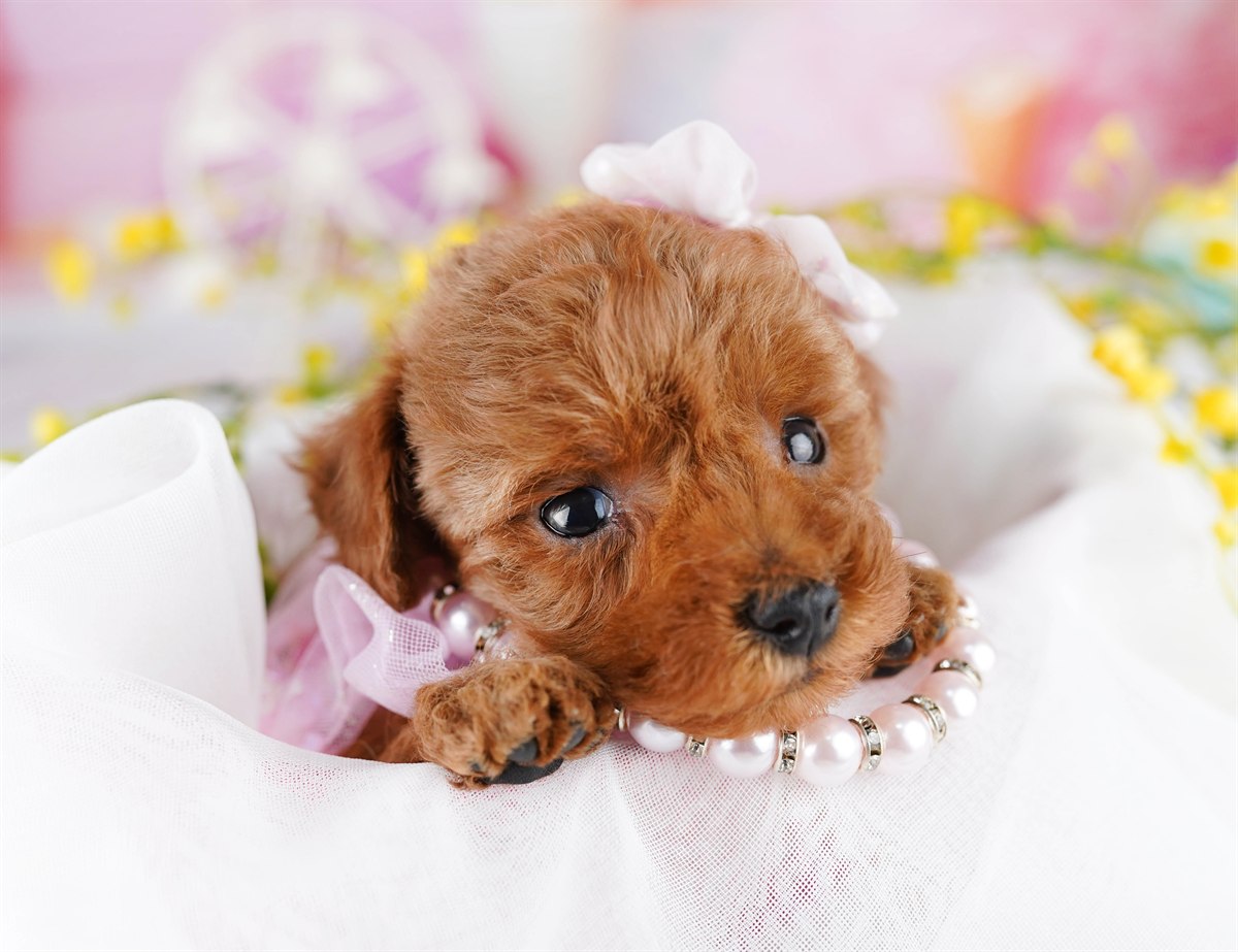 トイ・プードル | 女の子 | レッド | 2026年2月9日