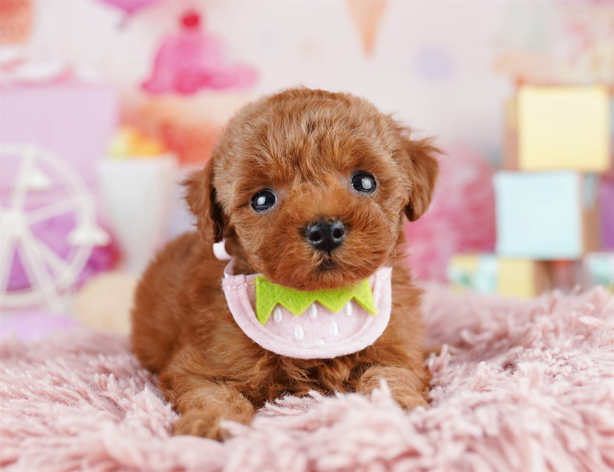 トイ・プードル | 女の子 | レッド | 2026年2月9日