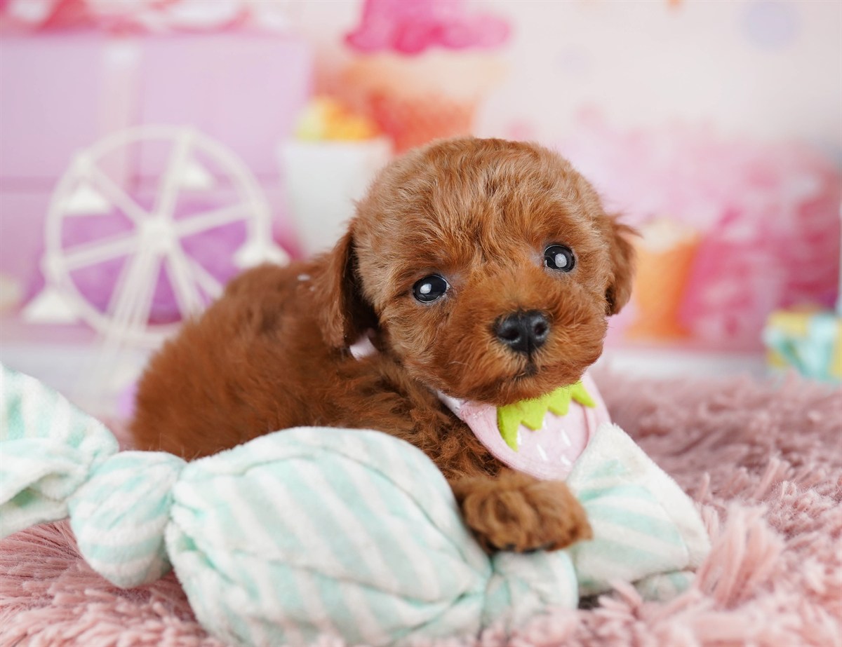 トイ・プードル | 女の子 | レッド | 2026年2月9日