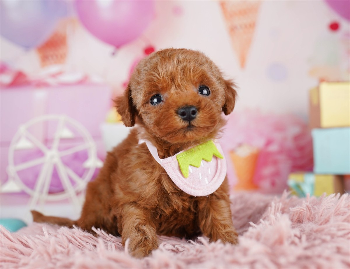 トイ・プードル | 女の子 | レッド | 2026年2月9日