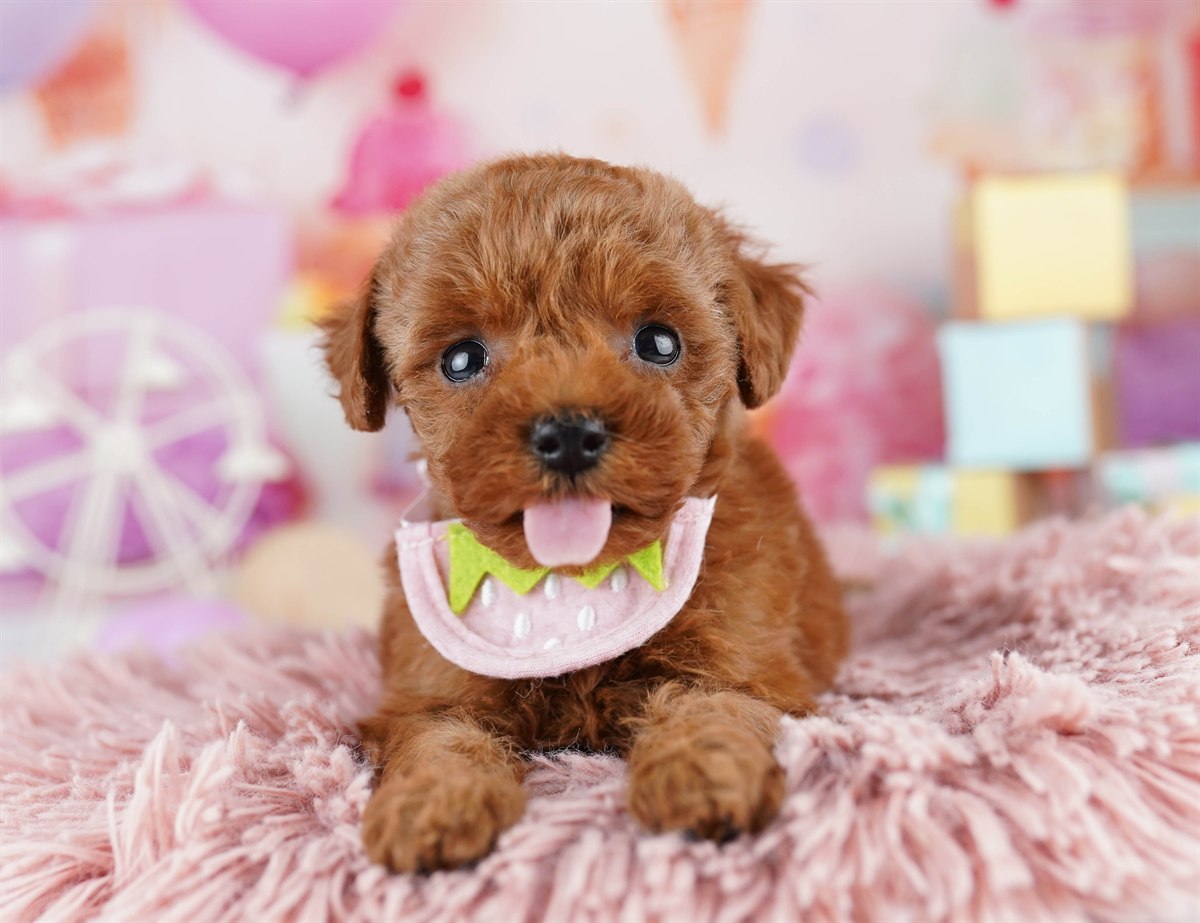 トイ・プードル | 女の子 | レッド | 2026年2月9日