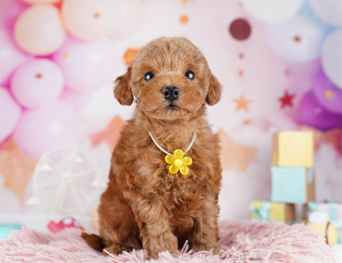 トイ・プードル | 男の子 | レッド | 2026年2月9日