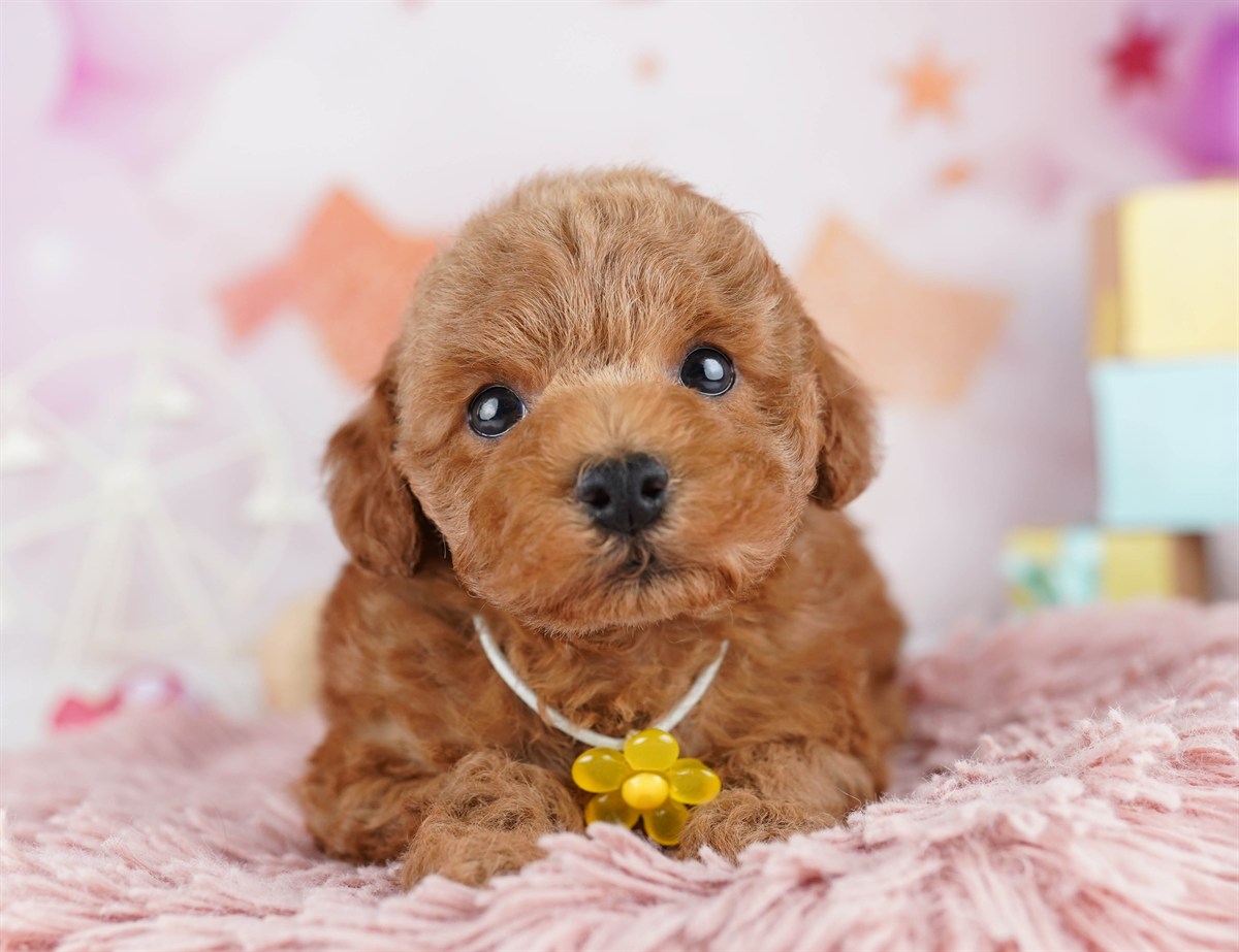 トイ・プードル | 男の子 | レッド | 2026年2月9日