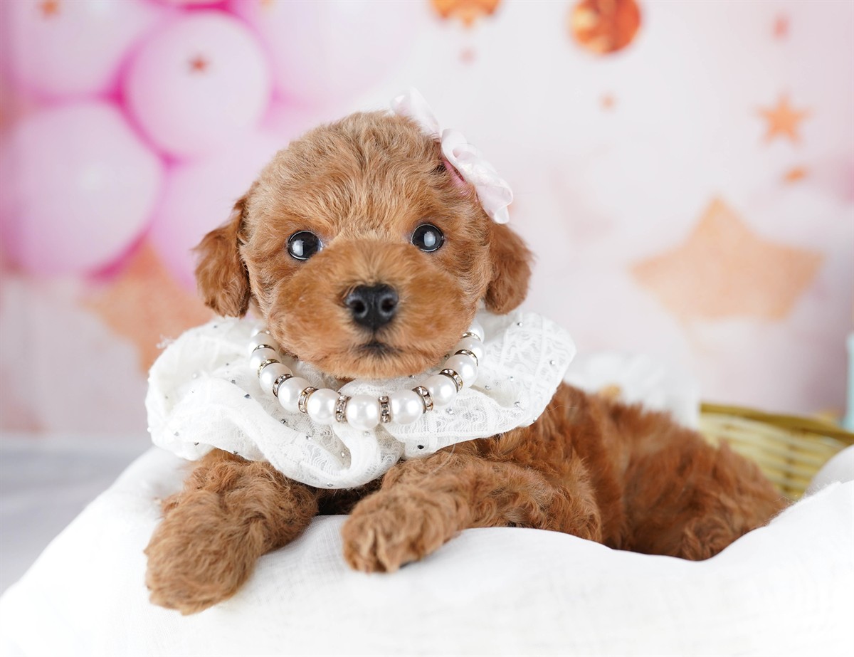 トイ・プードル | 男の子 | レッド | 2026年2月9日