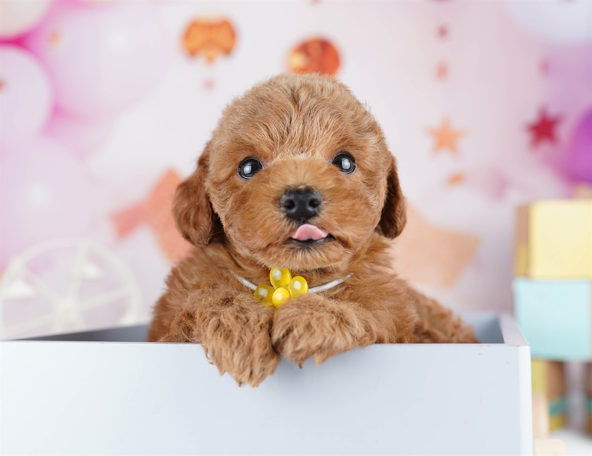 トイ・プードル | 男の子 | レッド | 2026年2月9日