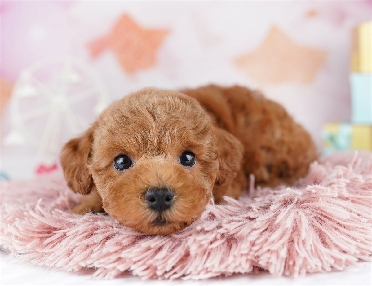 トイ・プードル | 男の子 | レッド | 2026年2月9日